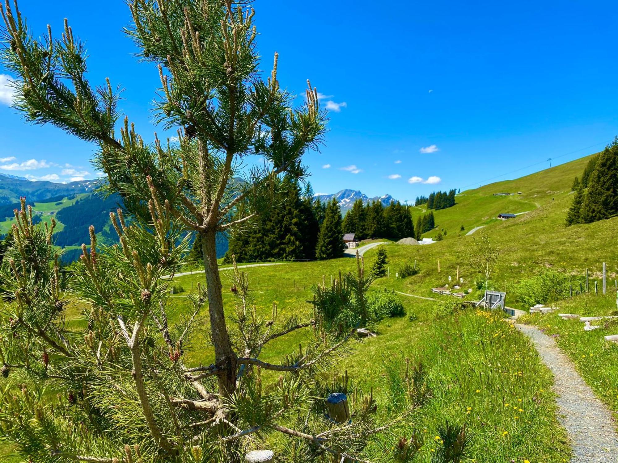 Alm Seasons Premium Chalet & Studios Saalbach-Hinterglemm Esterno foto